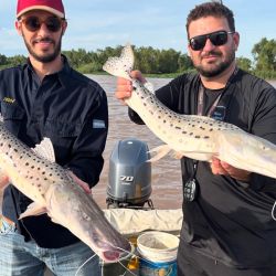 Tras estar bajo durante semanas anteriores, el presente encuentra a Reconquista con una interesante pesca de buenos cachorros de surubí. Piezas de medida para arriba, con ejemplares de hasta 1,15 m. 