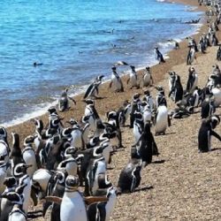 Punta Tombo es el hogar de una de las colonias de pingüinos más grandes del mundo.