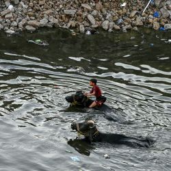 Un niño nada entre búfalos para refrescarse en un arroyo natural en un caluroso día de verano en Rawalpindi. | Foto:Farooq Naeem / AFP
