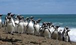La Justicia confirmó el fallo histórico por la masacre de pingüinos en Punta Tombo