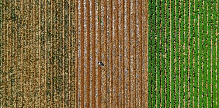 Un agricultor trabaja en el campo en una aldea de Yantai, en la provincia oriental china de Shandong.