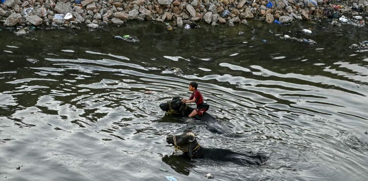 Un niño nada entre búfalos para refrescarse en un arroyo natural en un caluroso día de verano en Rawalpindi.
