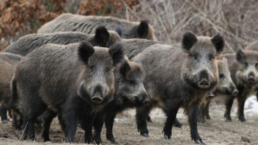 22-05-2025 jabalíes Córdoba