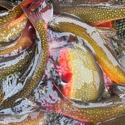 Los pescadores con mosca por primera vez son parte de este proceso, siendo inscriptos originalmente unos 30 cañófilos, pero por las condiciones climáticas desapacibles se acercaron menos.