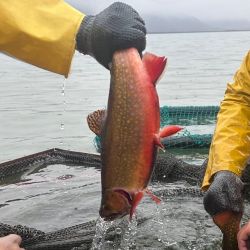 Los pescadores con mosca por primera vez son parte de este proceso, siendo inscriptos originalmente unos 30 cañófilos, pero por las condiciones climáticas desapacibles se acercaron menos.