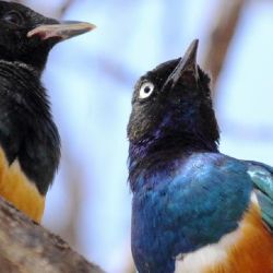 Se trata de la primera prueba real de reciprocidad en un ave que se reproduce de forma cooperativa.