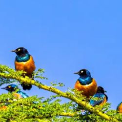 El estornino soberbio presentó un comportamiento que podría ser calificado como muy similar al de los humanos