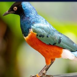 Esta especie coopera recíprocamente y a largo plazo con otras aves de su tipo, por ejemplo, para cuidar y alimentar a las crías.