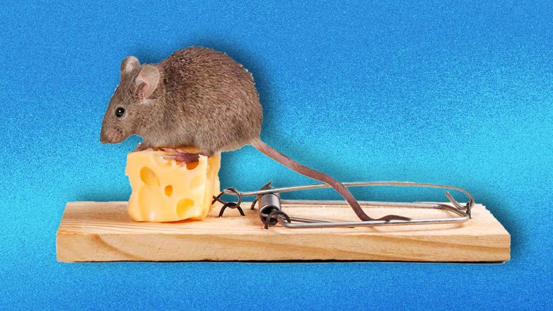 Mouse. Cheese. Trap!