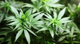 El Gobierno cambió las reglas para acceder al cannabis medicinal