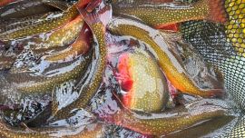 Exitosa campaña de desove en lago Engaño