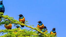 Increíble: afirman que un ave africana tiene fuertes vínculos sociales con sus pares