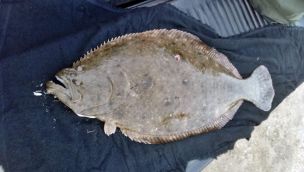 2305_PESCA