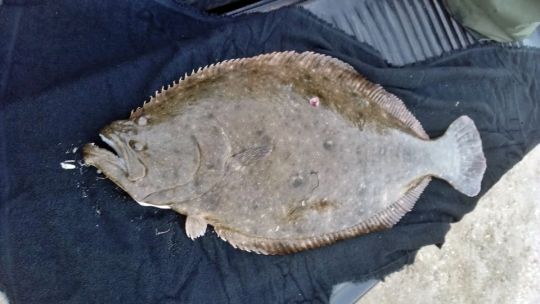 En pleno mayo, el lenguado sigue dando la nota