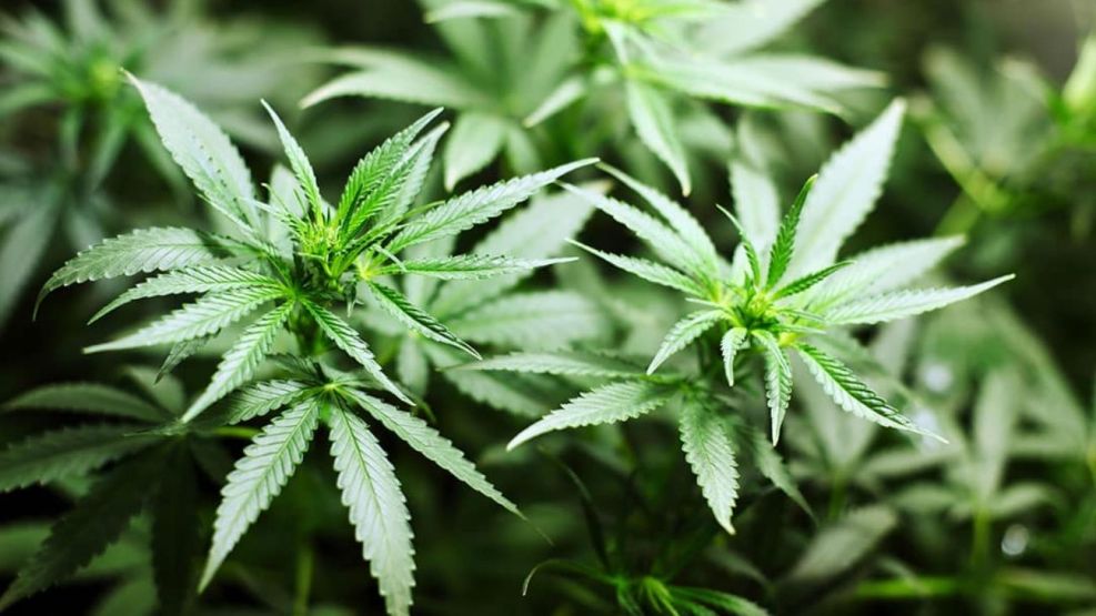 El Gobierno cambió las reglas para acceder al cannabis medicinal