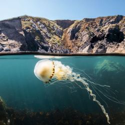 Océanos con David Attemborough pone en evidencia el daño que hace la pesca de arrastre en el suelo marino.