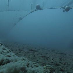 Océanos con David Attemborough pone en evidencia el daño que hace la pesca de arrastre en el suelo marino.