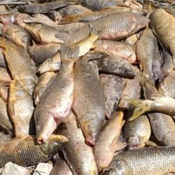 La situación generó que muchos voluntarios se movilizaran para tratar de salvar a los peces, buscando llenar las bolsas con las carpas y transportarlas a un camión para soltarlas en los pantanos. 