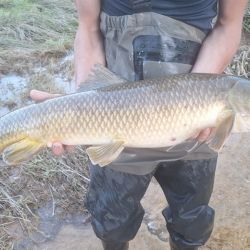La situación generó que muchos voluntarios se movilizaran para tratar de salvar a los peces, buscando llenar las bolsas con las carpas y transportarlas a un camión para soltarlas en los pantanos. 