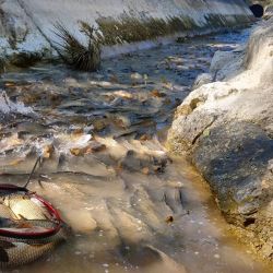 La situación generó que muchos voluntarios se movilizaran para tratar de salvar a los peces, buscando llenar las bolsas con las carpas y transportarlas a un camión para soltarlas en los pantanos. 