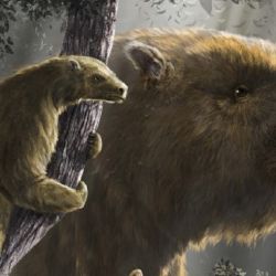 Los perezosos evolucionaron repetidamente hacia tamaños corporales grandes y pequeños de acuerdo con sus hábitos de vida terrestres y arborícolas. 