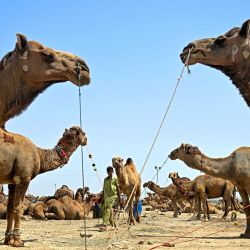 Un vendedor de ganado pasea con su camello en un mercado de ganado antes de la festividad musulmana del Eid al-Adha, en las afueras de Karachi. | Foto:RIZWAN TABASSUM / AFP