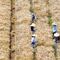 Vista aérea tomada con un dron de investigadores y agricultores cosechando trigo en los campos experimentales de la Academia de Ciencias Agrícolas de Jiangsu, en Nanjing, en la provincia de Jiangsu, en el este de China. | Foto:Xinhua/Yang Suping