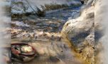 Negligencia produce la muerte de cientos de carpas en un río