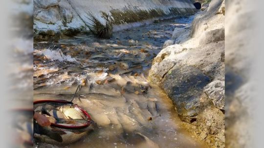 Negligencia produce la muerte de cientos de carpas en un río