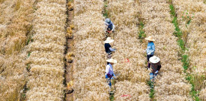 Vista aérea tomada con un dron de investigadores y agricultores cosechando trigo en los campos experimentales de la Academia de Ciencias Agrícolas de Jiangsu, en Nanjing, en la provincia de Jiangsu, en el este de China.