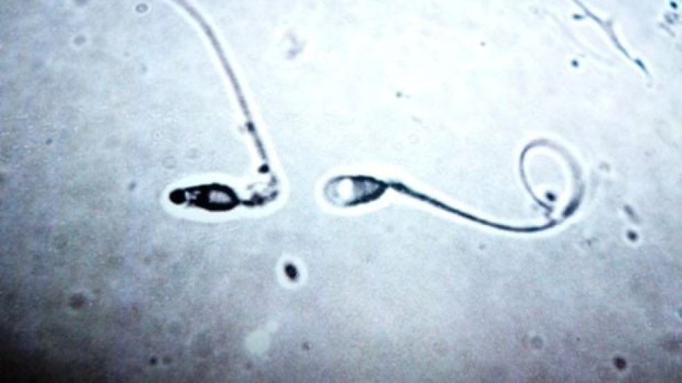 Mutacion de esperma en Europa