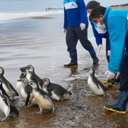No es natural que un pingüino magallánico esté en la playa fuera de la época de reproducción.