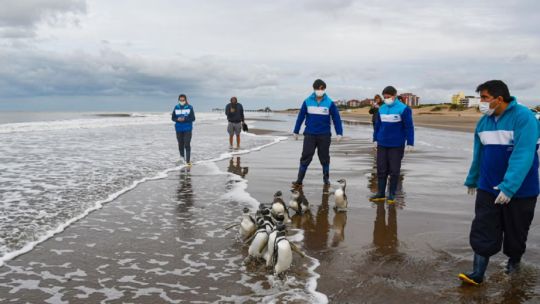 Regresaron al mar a 11 pingüinos magallánicos rescatados en la costa bonaerense