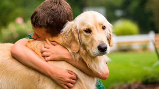 El nuevo mindfulness tiene cuatro patas: 78% dice que su perro lo obliga a frenar y reconectar