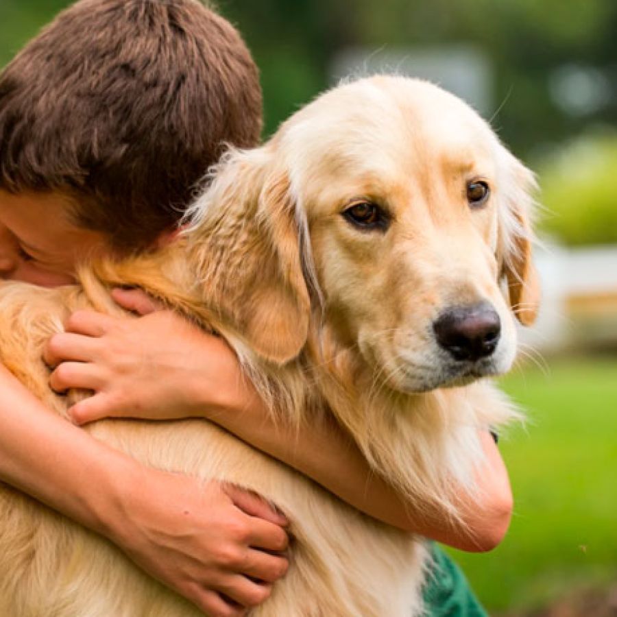 los perros reconocen su propia raza