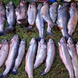 El operativo busca frenar prácticas furtivas que afectan directamente el equilibrio de los cuerpos de agua y la conservación de especies nativas como la trucha.