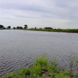 No solo las lagunas se ven complicadas. El Salado muestra un panorama aterrador en algunos puntos, con importantes desbordes particularmente por Roque Pérez.