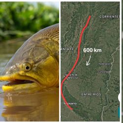 Las especies con las que trabajan son “migratorias de largas distancias”, entre las que se destacan dorado, surubí, pacú, manguruyú y patí. 