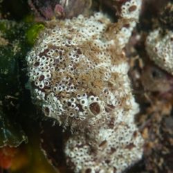 Botrylloides diegensis.