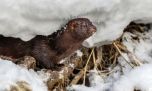 Científicos argentinos advierten que dos especies invasoras están alterando los ecosistemas patagónicos