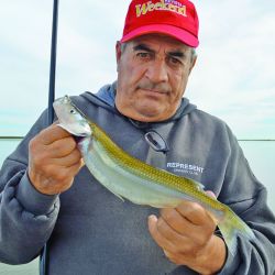 Gracias a las últimas lluvias, recuperó su nivel y se postula entre las primeras de la agenda del pescador. Si bien los portes logrados no llegaron al kilo, cuando el frío se asiente dará qué hablar.