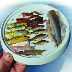 Gracias a las últimas lluvias, recuperó su nivel y se postula entre las primeras de la agenda del pescador. Si bien los portes logrados no llegaron al kilo, cuando el frío se asiente dará qué hablar.