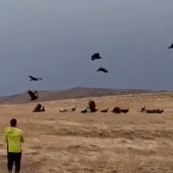 Los cóndores andinos se apoderaron del cielo neuquino.