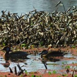 El Senado de Entre Ríos aprobó por unanimidad la incorporación de dos nuevas áreas al Sistema Provincial de Áreas Naturales Protegidas