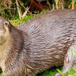 La ley busca proteger a una de las especies más emblemáticas y vulnerables de la fauna patagónica.