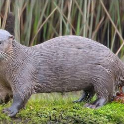 La iniciativa representa un hito legal en defensa de esta especie en peligro de extinción.