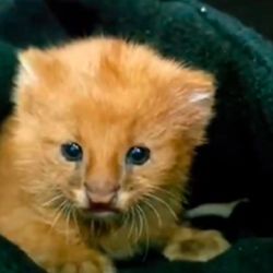 El pequeño puma deambulaba sin rumbo.