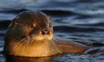 Córdoba: buscan declarar Monumento Natural a un animal en peligro de extinción