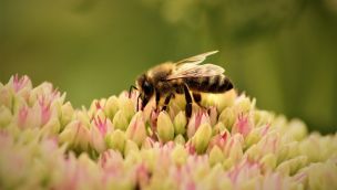 abejas