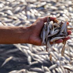 Un hombre inspecciona peces muertos durante una mortandad masiva en el pantano de Ibn Najm. Foto de Qassem al-KAABI / AFP | Foto:AFP